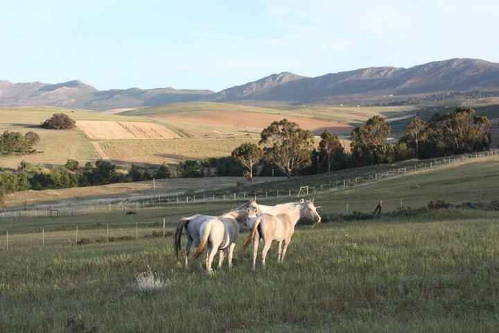 Villa Shabach Farm à Hartebeesrivier Extérieur photo